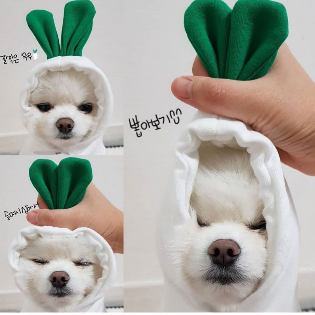 Cute Fruit Hoodie for Small Dogs & Cats