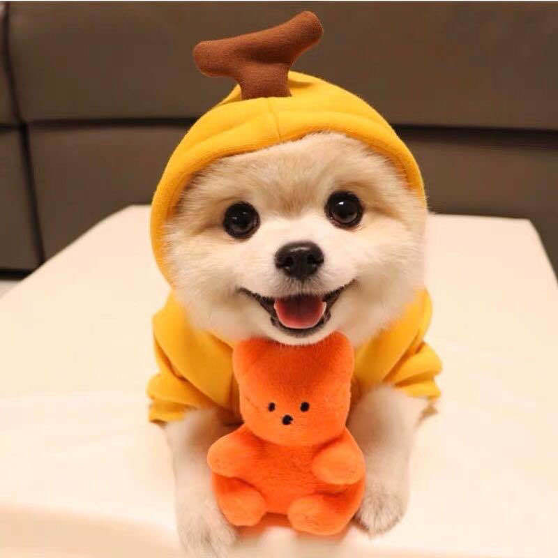 Cute Fruit Hoodie for Small Dogs & Cats