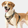 Dog wearing a beige harness on a white background